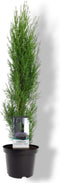 Cupressus sempervirens Totem 40-50 cm Conifeer