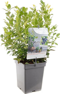 Vaccinium corymbosum Alvar