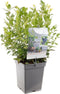 Vaccinium corymbosum Alvar