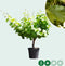 Witte druif op stam Vitis vinifera moscatel 62,5 cm