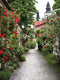Customize-it - Alley roses 50x70cm Tuinschilderij