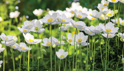 Customize-it - Anemonen veld 130x70cm Tuinschilderij