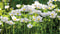 Customize-it - Anemonen veld 130x70cm Tuinschilderij