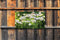 Customize-it - Anemonen veld 130x70cm Tuinschilderij