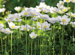 Customize-it - Anemonen veld 70x50cm Tuinschilderij