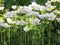 Customize-it - Anemonen veld 70x50cm Tuinschilderij