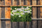 Customize-it - Anemonen veld 70x50cm Tuinschilderij