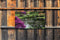Customize-it - Aziatische tuin 130x70cm Tuinschilderij