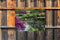 Customize-it - Aziatische tuin 70x50cm Tuinschilderij