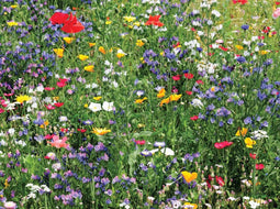Customize-it - Bloemenveld 70x50cm Tuinschilderij