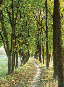 Customize-it - Bomen pad 50x70cm Tuinschilderij
