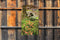 Customize-it - Boog bloem 70x130cm Tuinschilderij