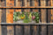 Customize-it - Bosjes kruiden 130x50cm Tuinschilderij