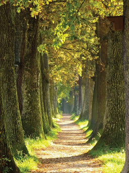Customize-it - Bospad 50x70cm Tuinschilderij