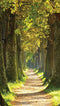 Customize-it - Bospad 70x130cm Tuinschilderij