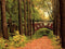 Customize-it - Brug in bos 70x50cm Tuinschilderij