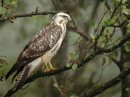 Customize-it - Buizerd 70x50cm Tuinschilderij