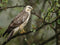 Customize-it - Buizerd 70x50cm Tuinschilderij