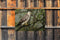 Customize-it - Buizerd 70x50cm Tuinschilderij