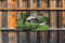 Customize-it - Cottage UK 130x70cm Tuinschilderij