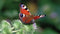 Customize-it - Dagpauwoog 130x70cm Tuinschilderij