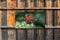 Customize-it - Dagpauwoog 130x70cm Tuinschilderij