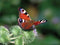 Customize-it - Dagpauwoog 70x50cm Tuinschilderij