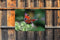 Customize-it - Dagpauwoog 70x50cm Tuinschilderij