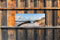Customize-it - Duinen zee 130x50cm Tuinschilderij