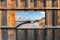 Customize-it - Duinen zee 130x70cm Tuinschilderij