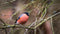 Customize-it - Goudvink man 130x70cm Tuinschilderij