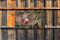Customize-it - Goudvink man 130x70cm Tuinschilderij
