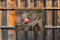 Customize-it - Goudvink man 70x50cm Tuinschilderij