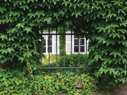 Customize-it - Hedera 70x50cm Tuinschilderij
