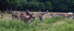 Customize-it - Herten bos 130x50cm Tuinschilderij