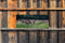 Customize-it - Herten bos 130x50cm Tuinschilderij