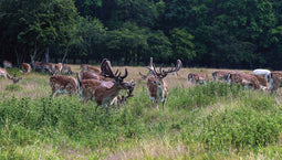 Customize-it - Herten Bos 130x70cm Tuinschilderij