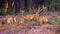 Customize-it - Herten in heide 130x70cm Tuinschilderij