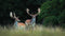 Customize-it - Herten met gewei 130x70cm Tuinschilderij