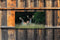 Customize-it - Herten met gewei 130x70cm Tuinschilderij