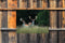 Customize-it - Herten met gewei 70x50cm Tuinschilderij