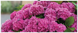 Customize-it - Hortensia roze 130x50cm Tuinschilderij