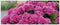 Customize-it - Hortensia roze 130x50cm Tuinschilderij