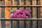 Customize-it - Hortensia roze 130x50cm Tuinschilderij