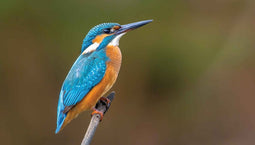 Customize-it - IJsvogel 130x70cm Tuinschilderij