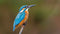 Customize-it - IJsvogel 130x70cm Tuinschilderij