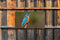 Customize-it - IJsvogel 130x70cm Tuinschilderij