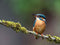 Customize-it - IJsvogel 2 70x50cm Tuinschilderij