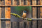 Customize-it - IJsvogel 2 70x50cm Tuinschilderij