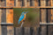 Customize-it - IJsvogel 70x50cm Tuinschilderij